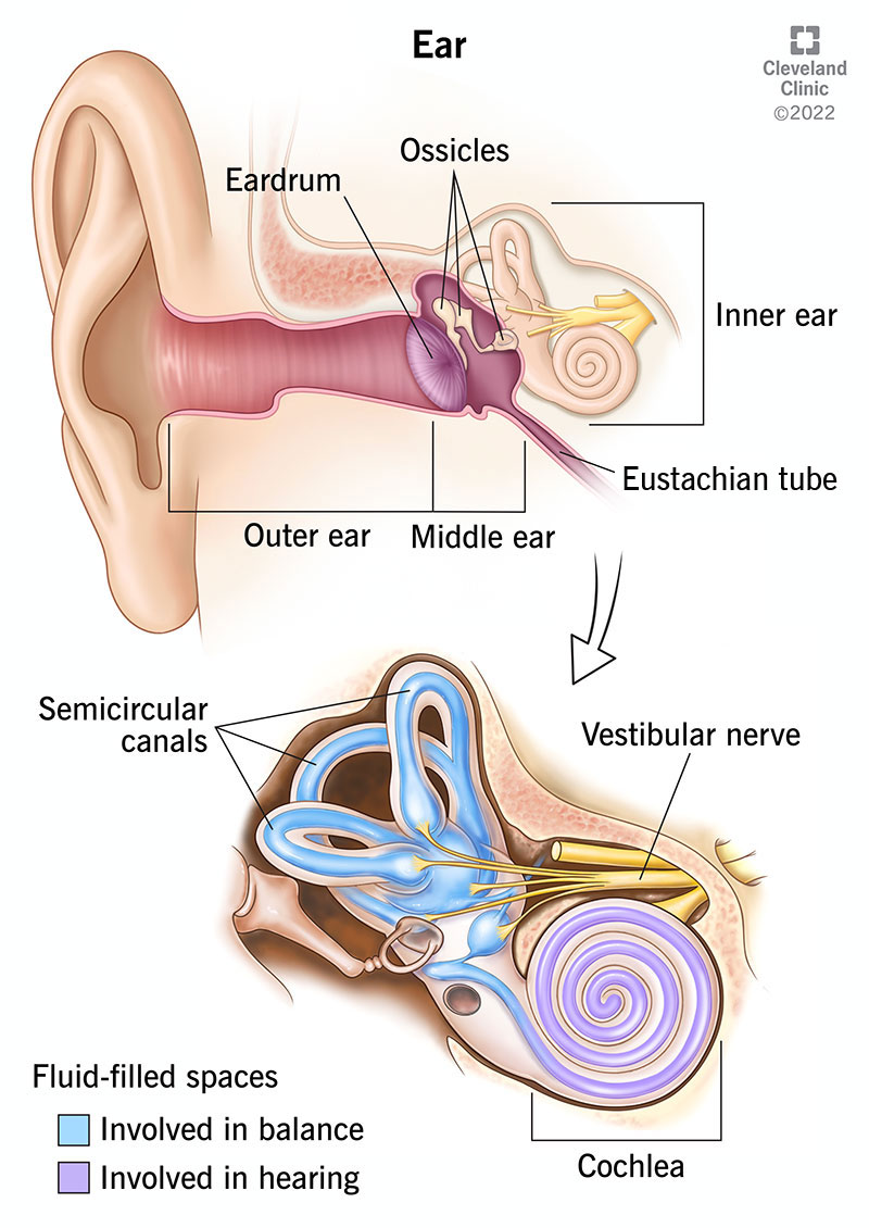 Anatomy of the outer, middle and inner ear.