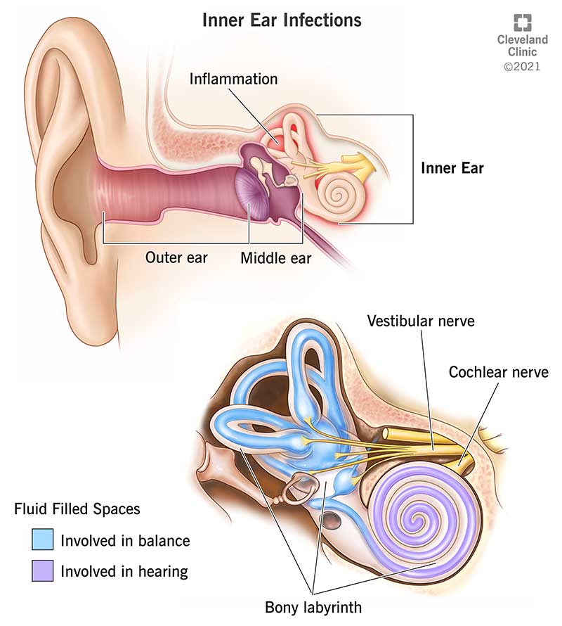 Anatomy of the inner ear.