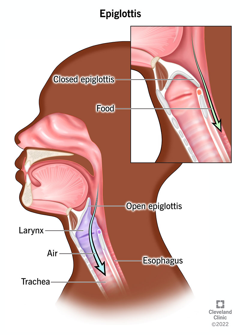 Top right Inset. Epiglottis closed over trachea so food goes down the esophagus and not the trachea. Full illustration. Side view of head showing open epiglottis (top right) larynx and trachea (left) with air moving down larynx and trachea. Esophagus at right.