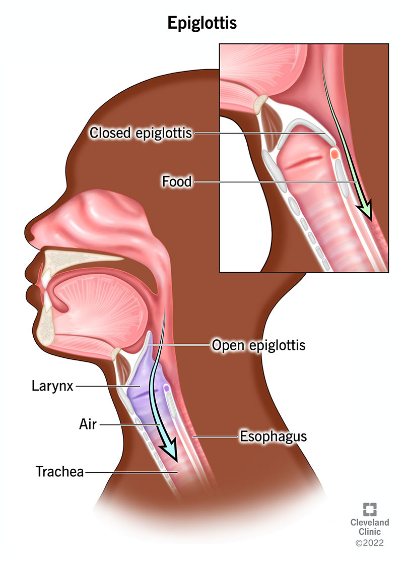 Top right: epiglottis closed so food goes down esophagus. Full image: epiglottis open so air moves down the larynx & trachea.