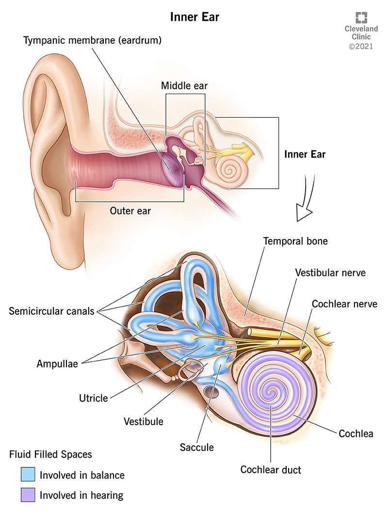 Top illustration shows overall ear anatomy. Bottom illustration shows details of inner ear anatomy.  The bottom illustration is color-coded to show what each inner ear section does. The inner ear sections that support hearing appear in purple. The inner ear sections that support balance appear in blue. The graphic on the bottom left shows the color code for the inner ear illustration.