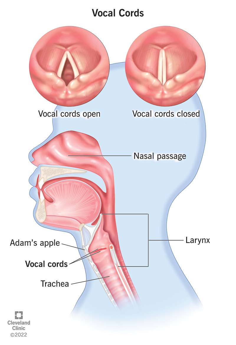 Vocal cords in open and closed positions.