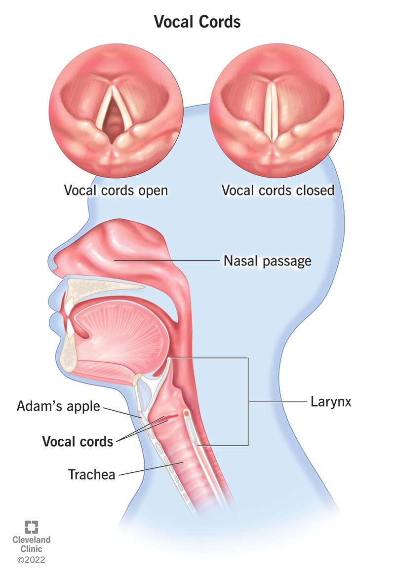 what-are-your-vocal-cords