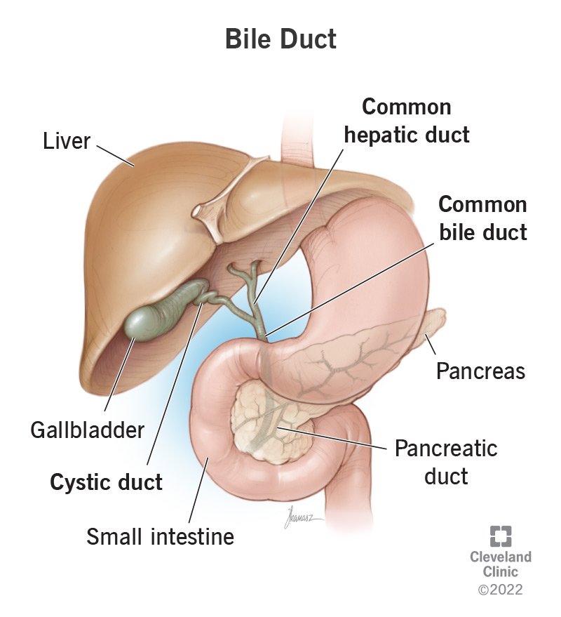 The common bile duct is the trunk of the biliary tree. The common hepatic duct, cystic duct and pancreatic duct are its branches.
