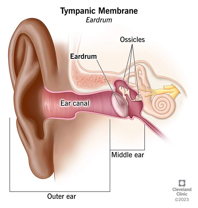 Cross section of ear showing ear canal, eardrum and ossicles.