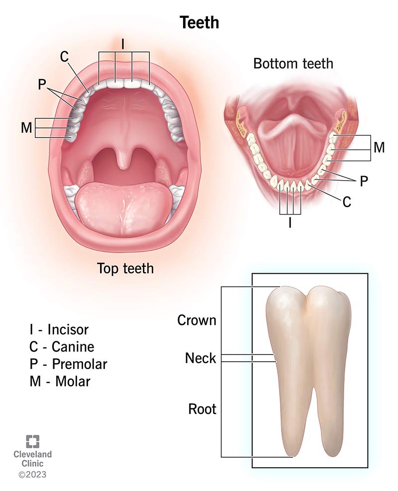 Teeth types (incisors, canines, premolars, molars) and anatomy of a tooth.