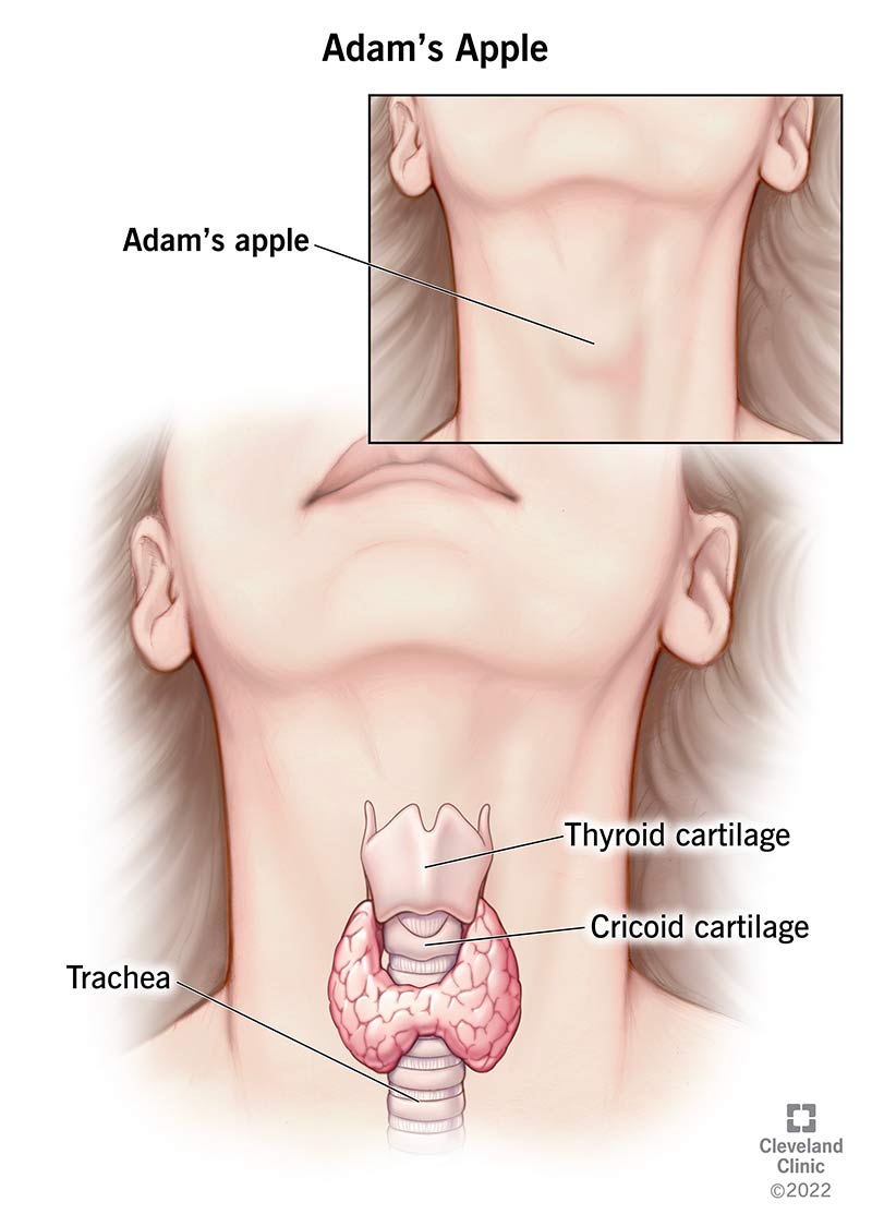 Adam’s apple anatomy showing trachea, thyroid cartilage and cricoid cartilage.
