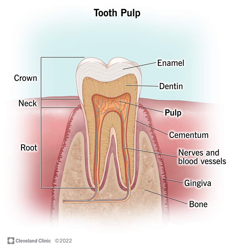 Cross section of permanent (adult) tooth showing tooth pulp and other tooth layers.