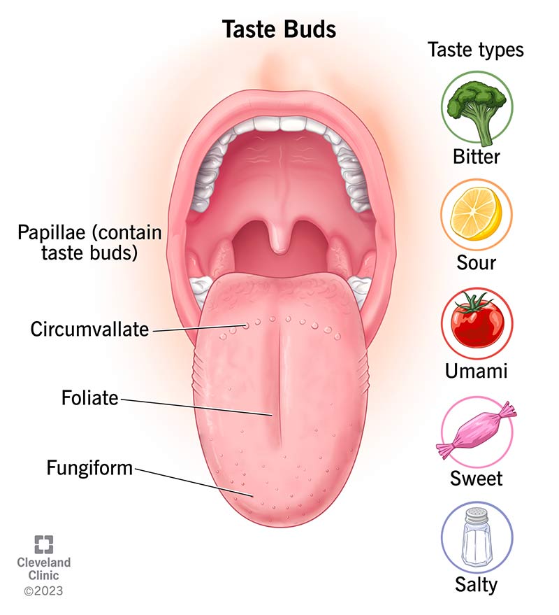 Location of the papillae containing taste buds and a list of the tastes your taste buds can detect.