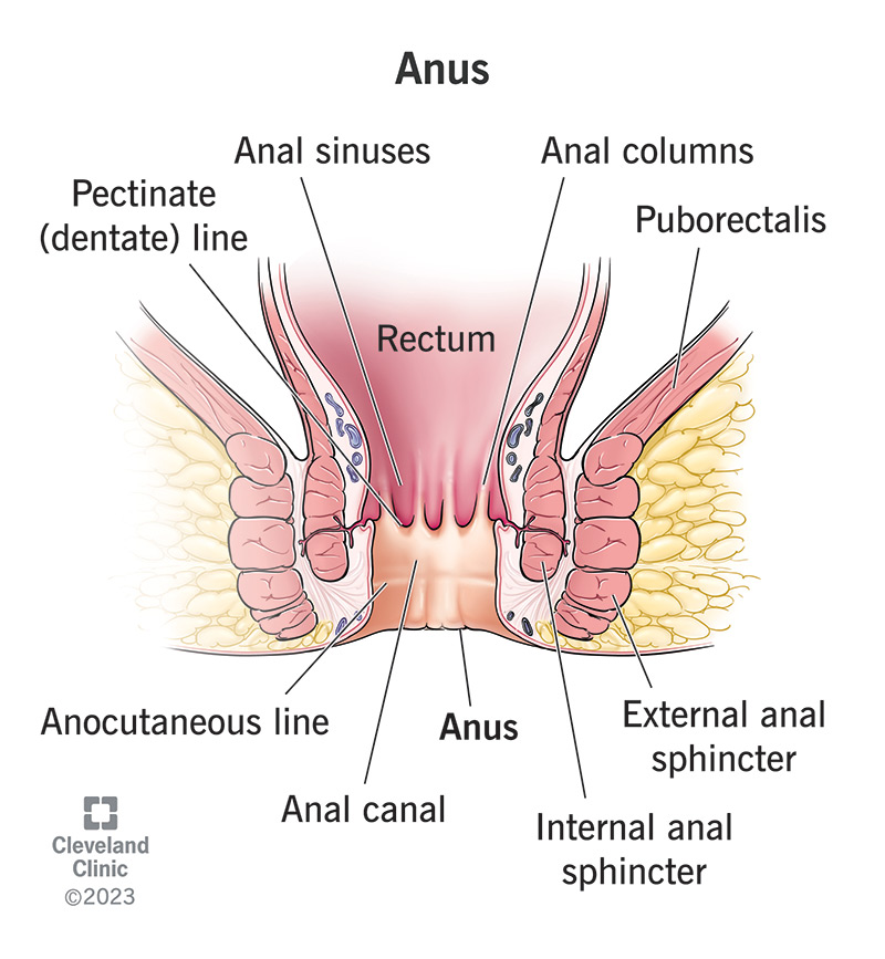 A row of vertical folds in the inner lining separates the upper and lower parts of the anus.