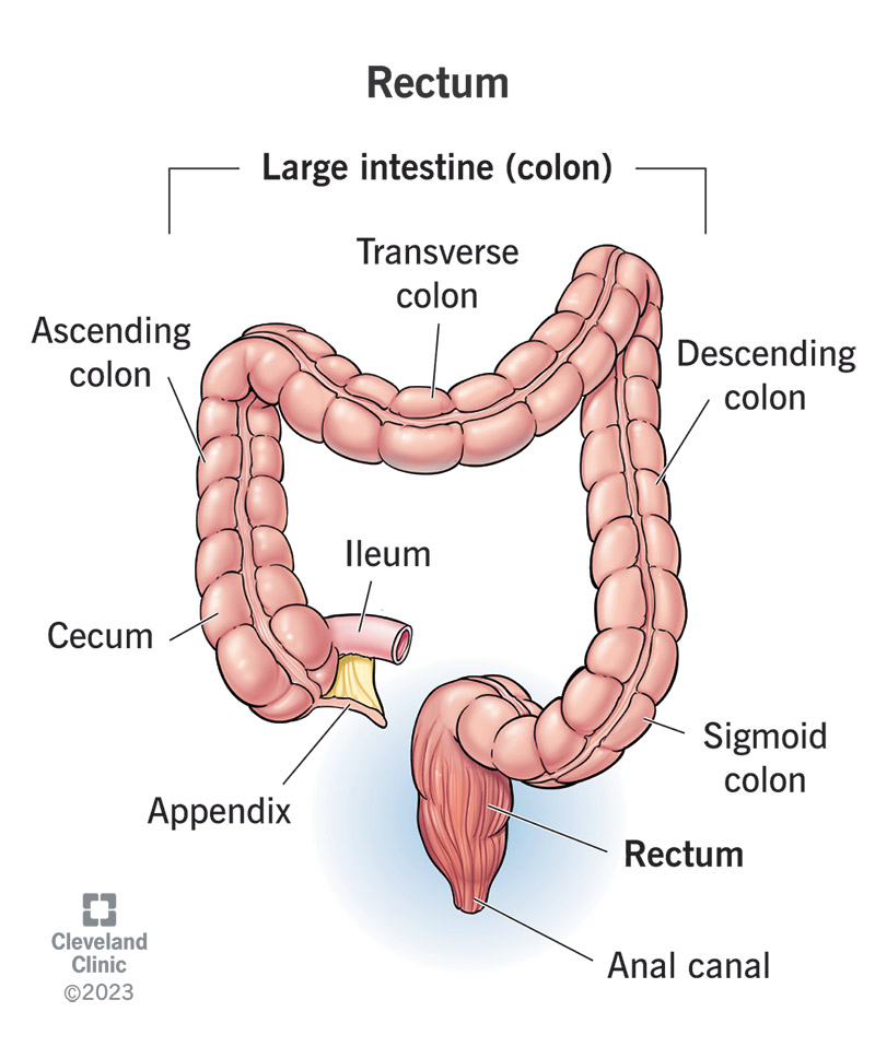 Your rectum is at the end of your large intestine, making up the last six inches or so.