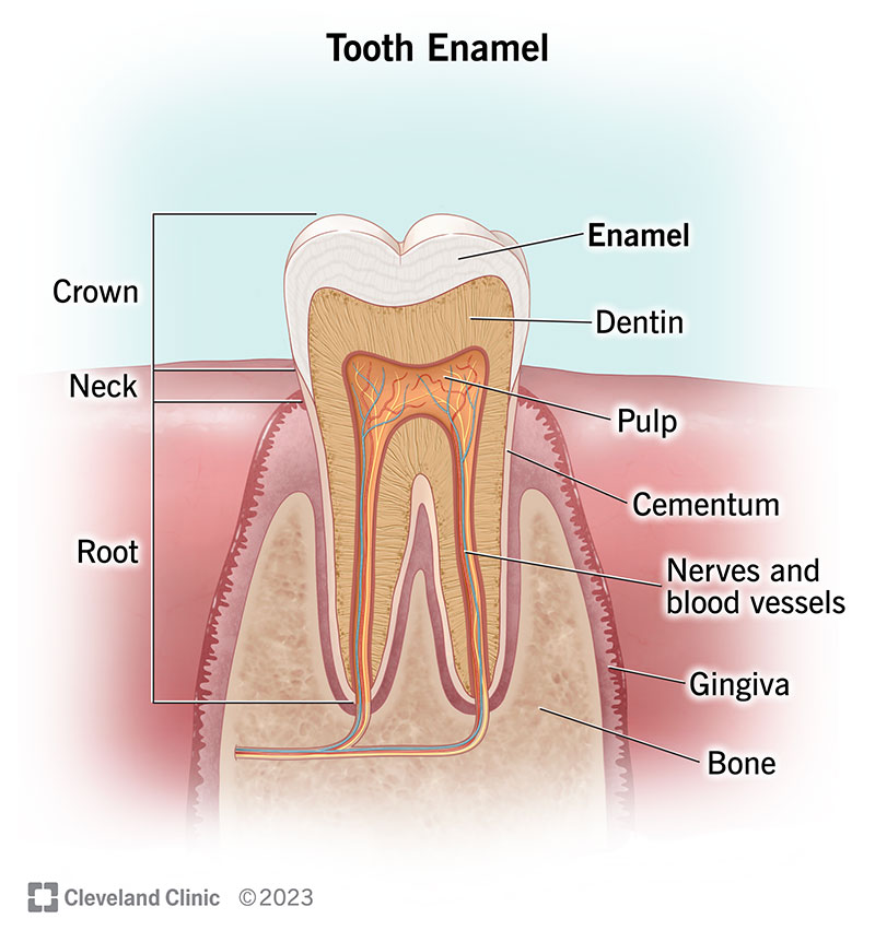 Tooth diagram showing parts of crown, neck and root: enamel, dentin, pulp, cementum, nerves, blood vessels, gingiva, bone.