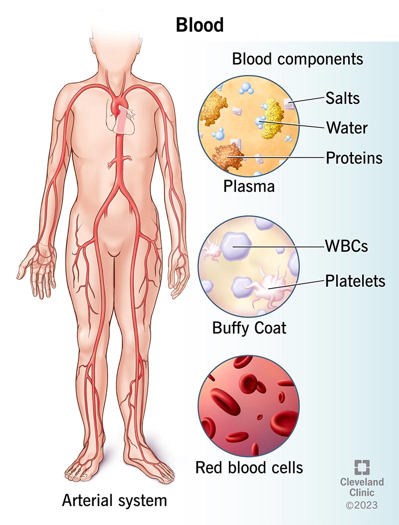 Your blood consists of red blood cells (lower right), white blood cells, platelets in the buffy coat (middle right) and plasma (top right), which contains water, proteins and salt.