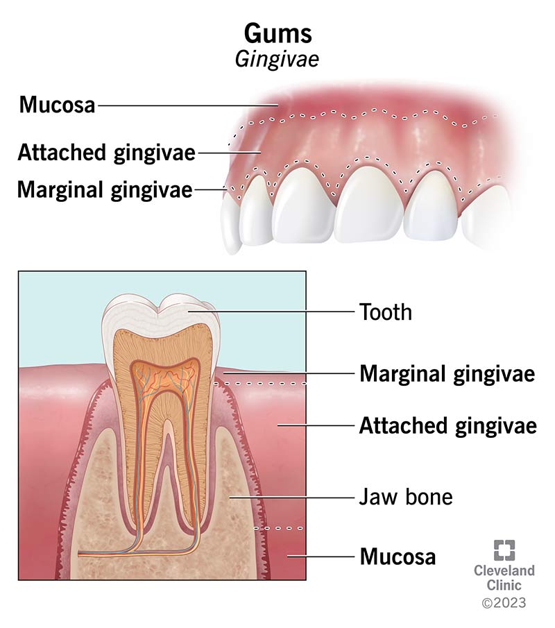 Gums