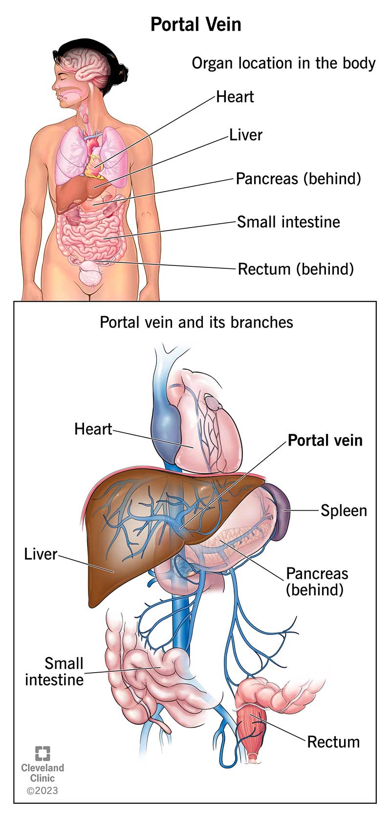 Two illustrations showing the location of your portal vein in relation to organs in your belly.