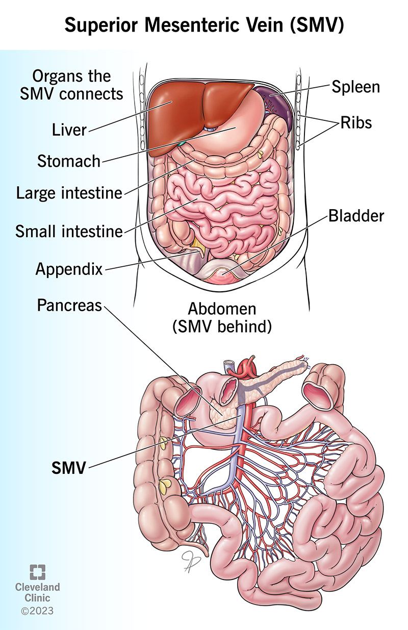 Illustration showing the location of your superior mesenteric vein in relation to organs in your belly.