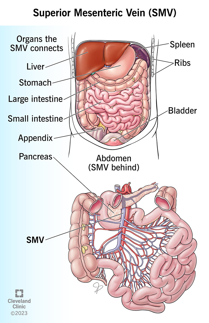 superior mesenteric vein and artery