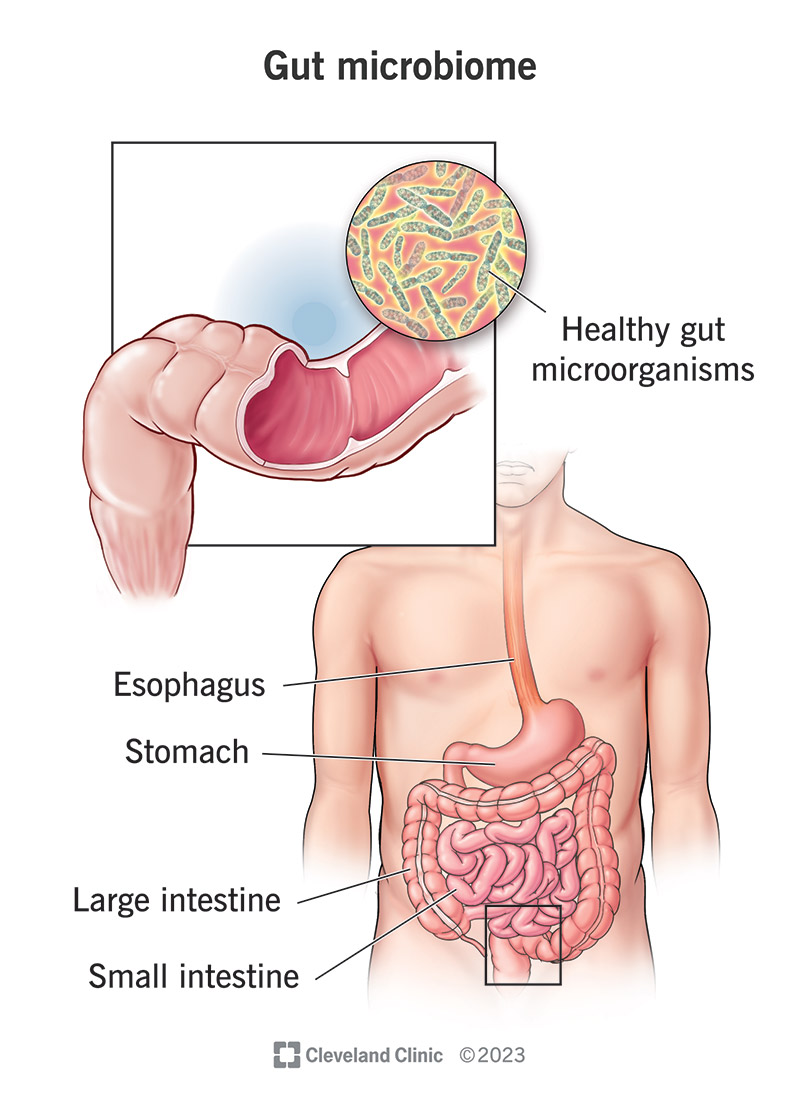 Microorganisms living inside your gut make up your gut microbiome.