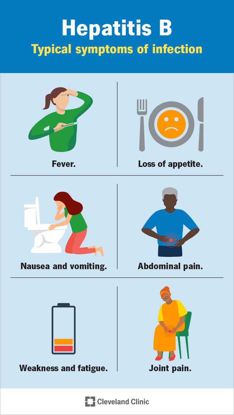 Symptoms of hepatitis B infection, if you have them, include fever, nausea and abdominal pain.