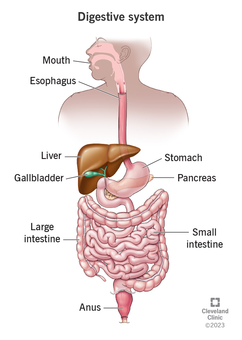Your digestive system includes your gastrointestinal tract and your biliary tract.