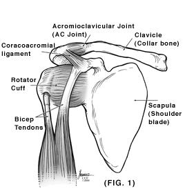Rotator cuff of the shoulder.