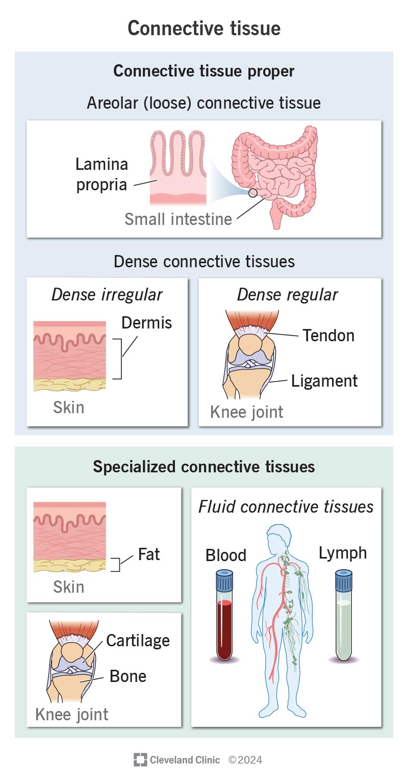 Connective tissues include intestinal layers, skin layers, bones, tendons, ligaments, and even blood and lymph fluid