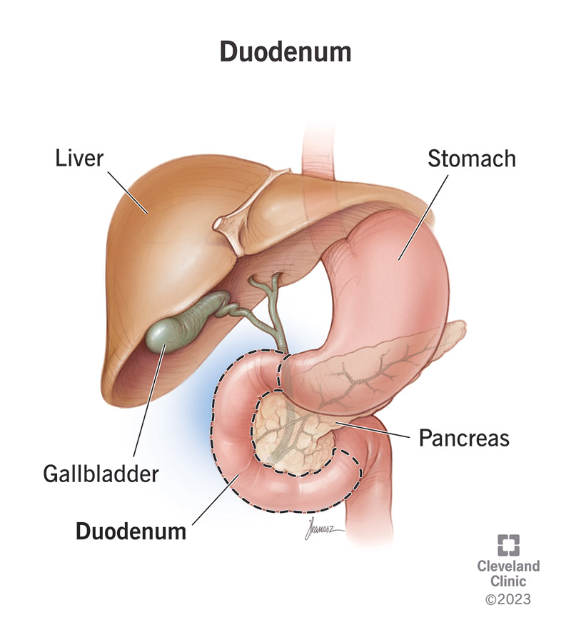 The duodenum’s location in relation to the liver, stomach, gallbladder and pancreas.
