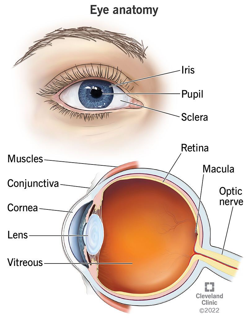 Anatomy Of The Eye Coloring Pages 2025 
