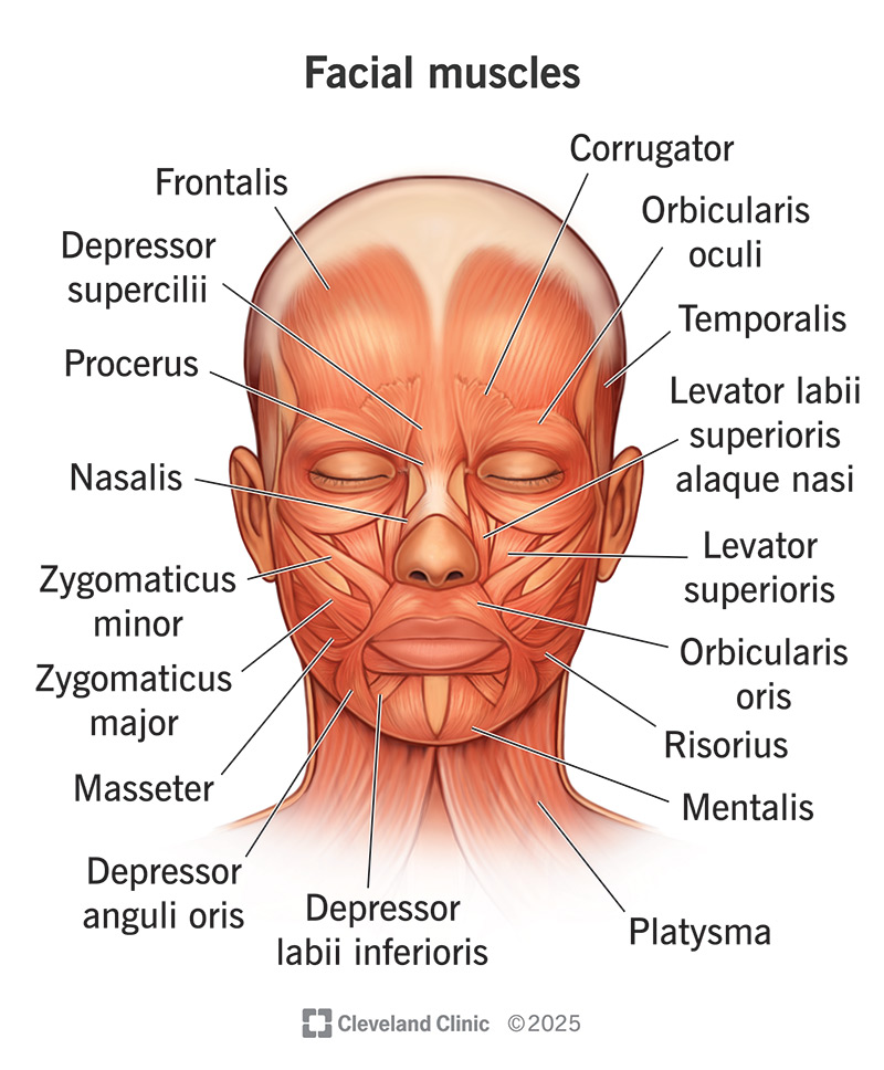 Facial Expression Muscles