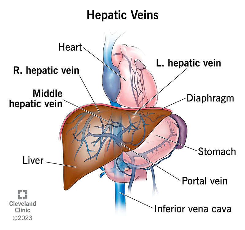 Hepatic veins in a liver, with inferior vena cava