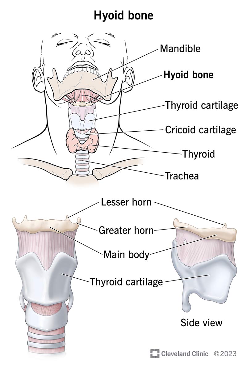 Bones in Your Body - An Overview
