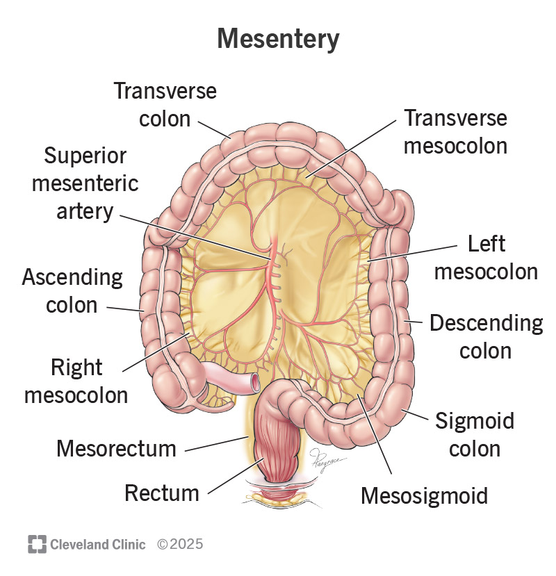 The location of the mesentery in relation to various parts of the colon and rectum