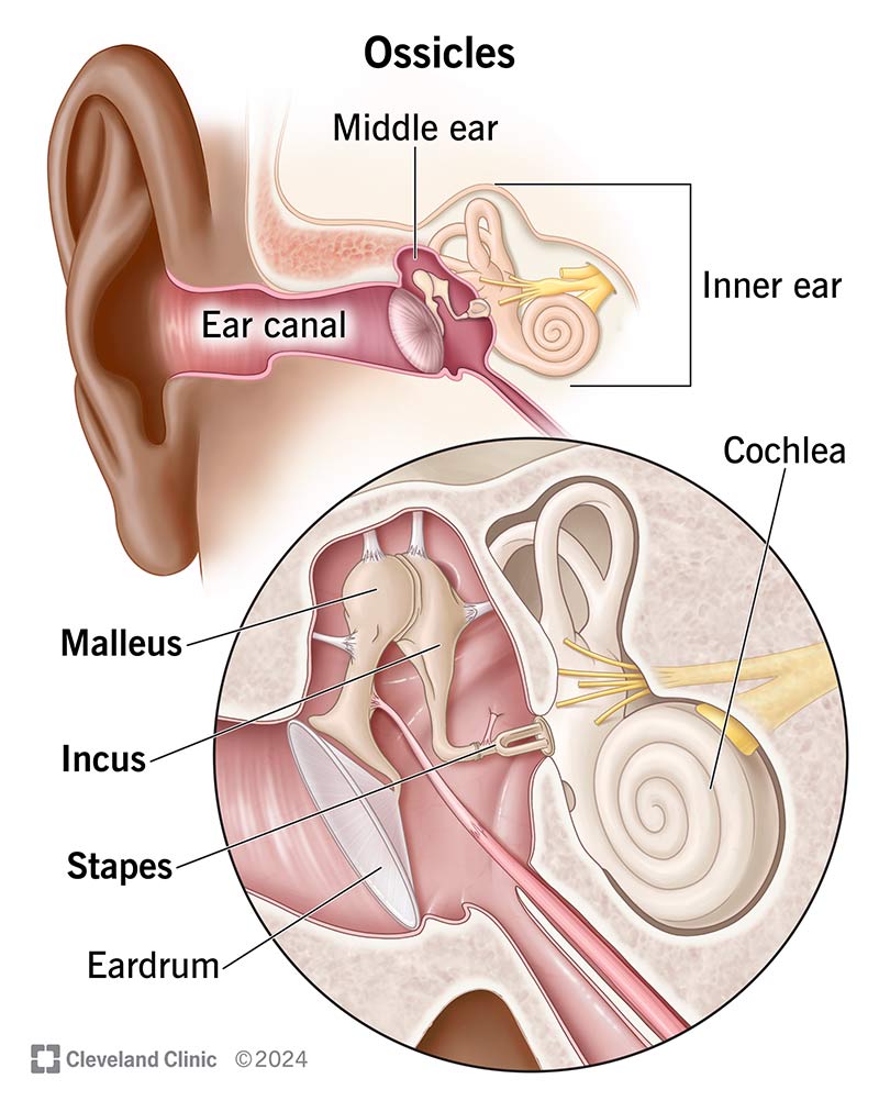 The location of the ossicles (malleus, incus and stapes) within the middle ear