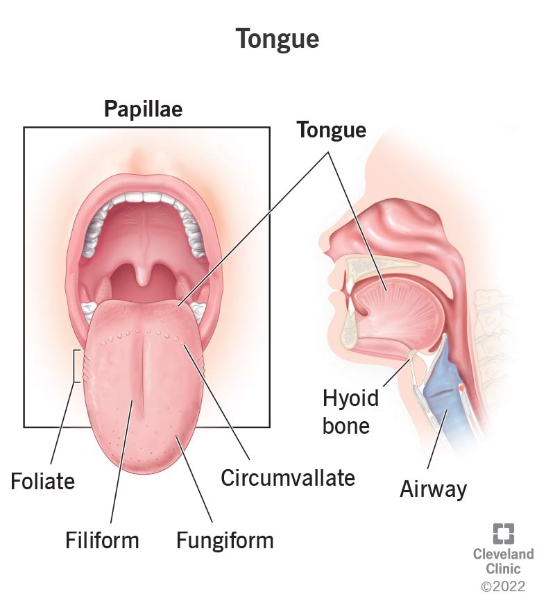 Your tongue is covered in tiny papillae (bumps) and thousands of taste buds.