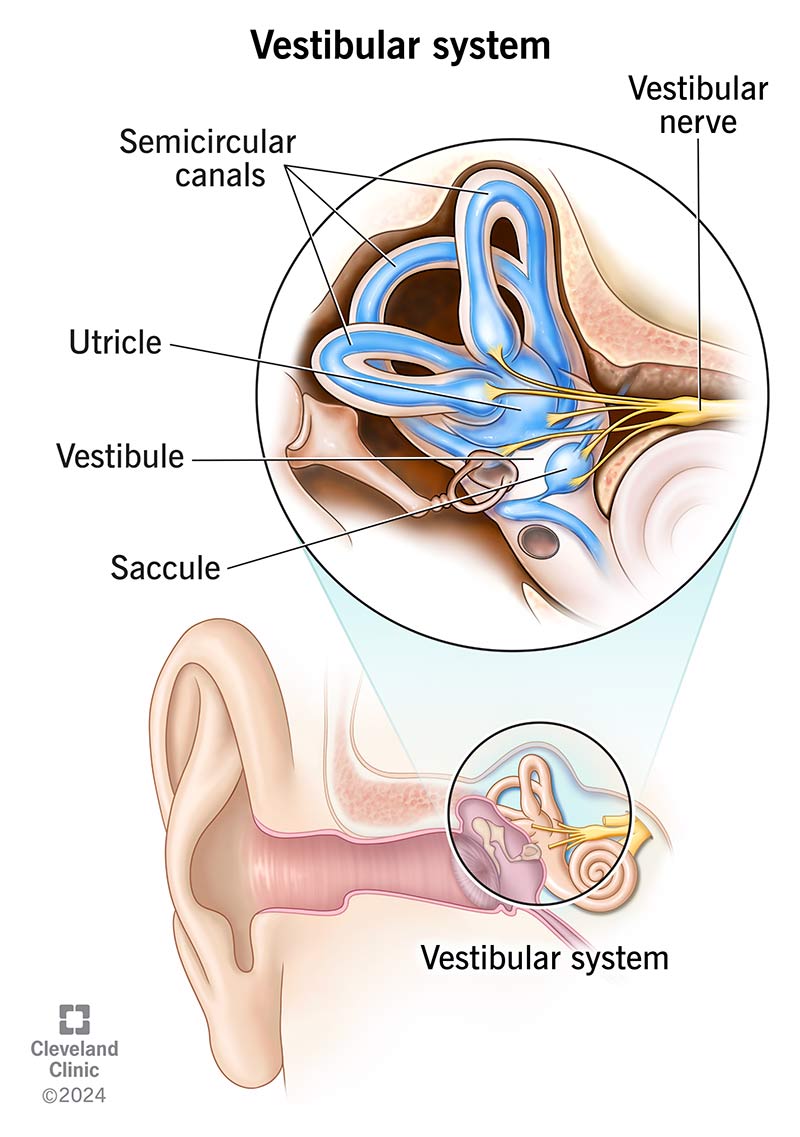 The parts of the vestibular system, including the semicircular canals and the utricle and saccule