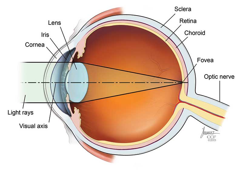 Vision normale