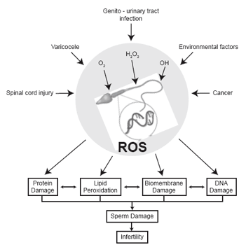 male infertility chart