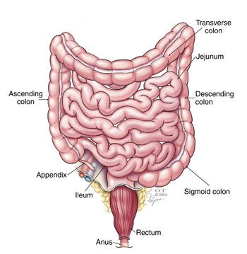 Dickdarm, Colon transversum, Colon ascendens, Jejunum, Colon descendens, Sigma, Ileum, Appendix, Rektum, Anus