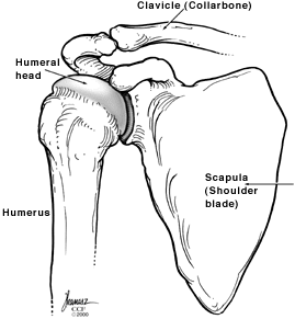 An illustration of the bones in the shoulder.