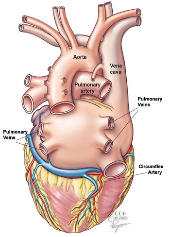 Your Heart & Blood Vessels