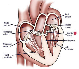 Inside heart aortic valve
