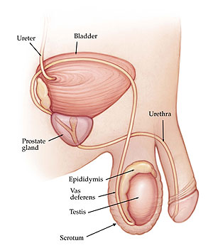 Mandlige urinveje |  Cleveland Clinic