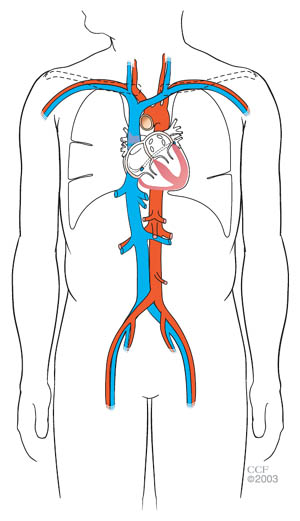 Your Heart Blood Vessels