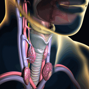 Larynx Transplant illustration