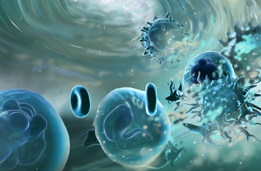 An illustration of myeloid cells attacking healthy blood cells.
