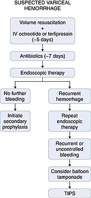 Mangement of acute variceal hemorrhage. TIPS: transjugular intrahepatic portosystemic shunt.