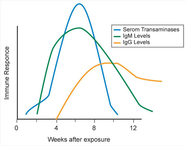 Figure 3: HEV Serologic Course.