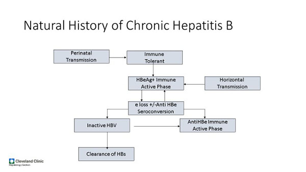 Natural History of Chronic Hepatitis B