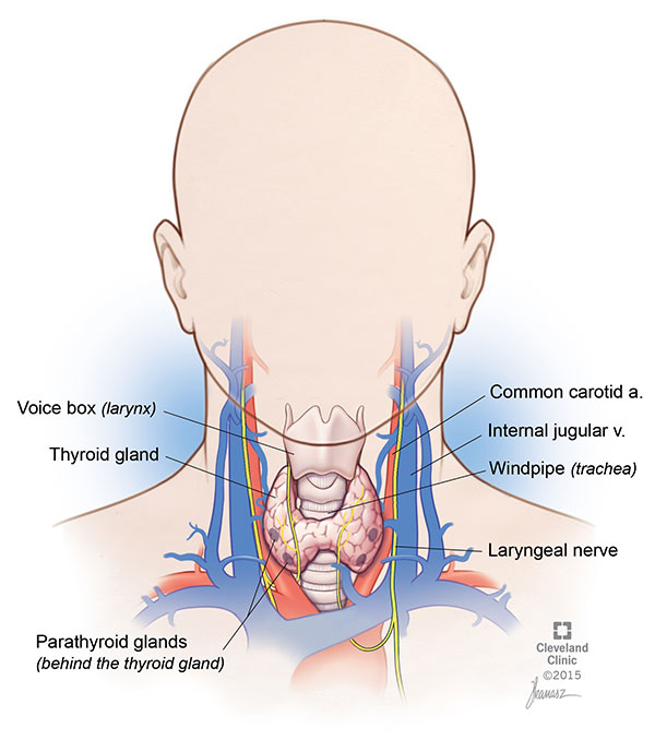 Illustration of person's thyroid glands.
