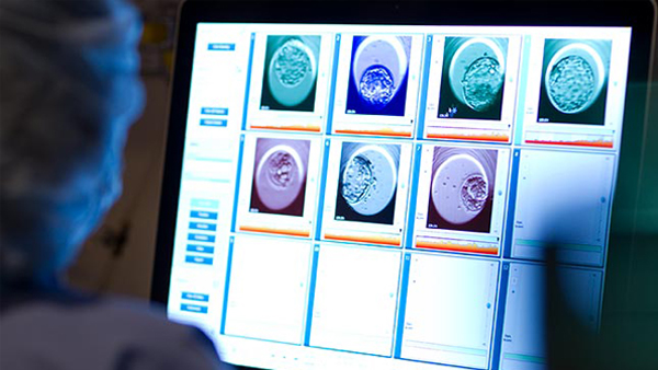 Fertility Computer Embryo